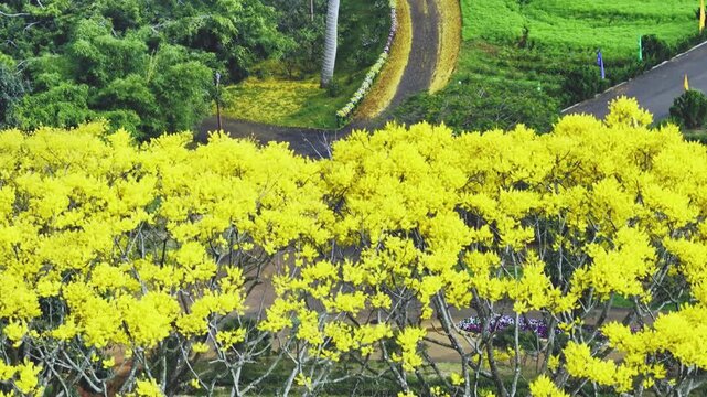 Yellow poinciana blooming brilliantly tree. The big yellow flowering tree  is native to Brazil in the southern region and is grown in Bao Loc, Vietnam.