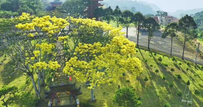 A yellow poinciana tree blooms brilliantly next to a temple. The tree is native to Brazil and also grows in Bao Loc, Vietnam