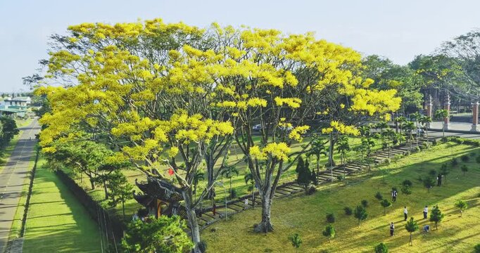 A yellow poinciana tree blooms brilliantly next to a temple. The tree is native to Brazil and also grows in Bao Loc, Vietnam