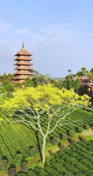 A yellow poinciana tree blooms brilliantly next to a temple. The tree is native to Brazil and also grows in Bao Loc, Vietnam