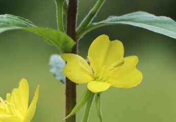 Fototapeta premium Beautiful wild medicinal plant Oenothera biennis (evening primrose)
