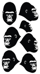 Multiple Gorilla Heads in Different Profiles.