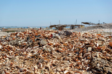 Colline de coquillages près du village de Djifer au Sénégal © PPJ