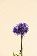 紫色のヤグルマギク