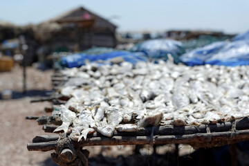 Séchage du poisson dans un village de pêcheurs au Sénégal © PPJ