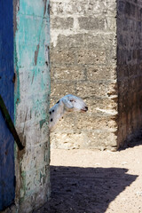 Mouton dans le village de pêcheurs de Djifer au Sénégal © PPJ