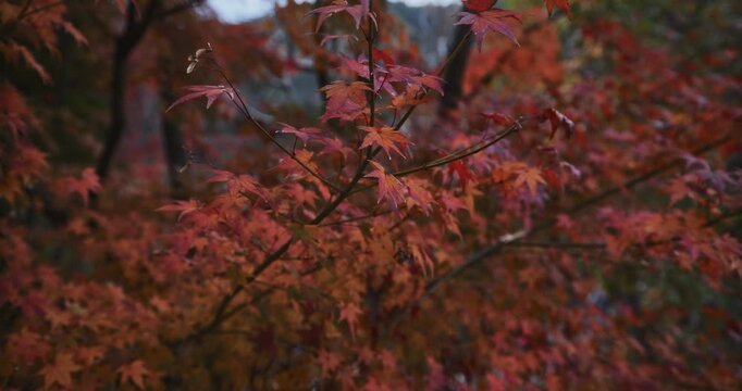 Slow, steady cam movement across wet, autumn leaves on tree