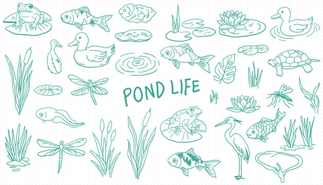 Collection of hand-drawn pond life elements, frogs, fish, ducks, dragonflies, plants, and water creatures sketch set