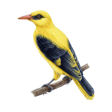 Golden oriole on the branch watercolor illustration. Hand drawn oriolus oriolus vintage style image. Eurasian golden oriole bird isolated on white background. Close up bright yellow forest songbird