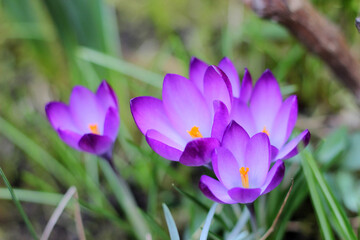Cluster of purple crocus flowers