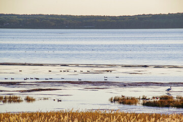 夕暮れの野付湾に集まる野鳥の群れ
