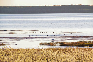 夕暮れの野付湾に集まる野鳥の群れ