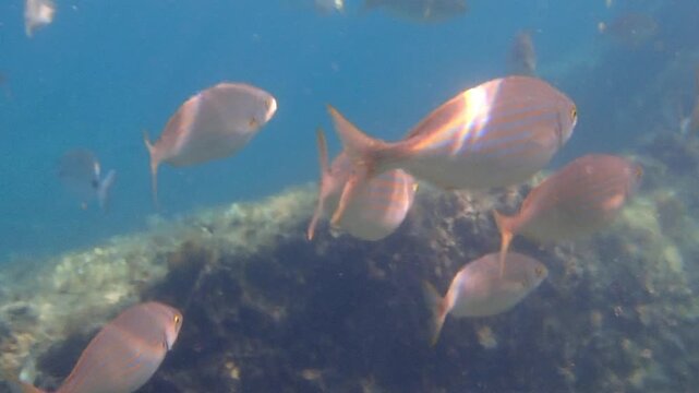 Salema porgy (Sarpa salpa) group of fish in the Mediterranean Sea of the coast of The French Riviera Cote d'Azur in France near Monaco.