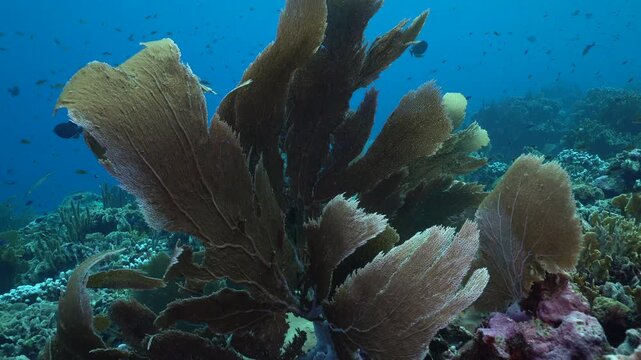 Camera pans across a healthy vibrant Caribbean reef with large sea fans swaying in the waves, before moving past to an open section of reef with multple black durgon swimming past.