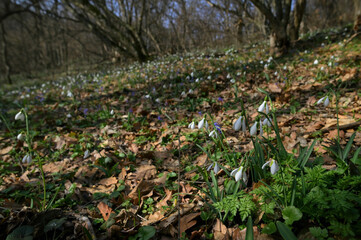 Snowdrops in morning spring forest