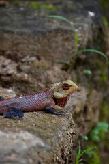 Obraz premium Male oriental garden lizard with vibrant green head and reddish, black body on a stone wall