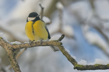 Blue Tit in the snow on a tree brunch © icarmen13