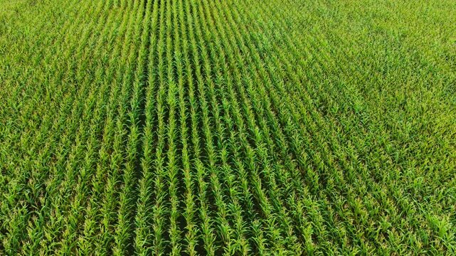 Corn field before harvest with mature maize rows. Harvest ready corn crop on wide rural farmland. Ripe maize field on agricultural land before seasonal harvest