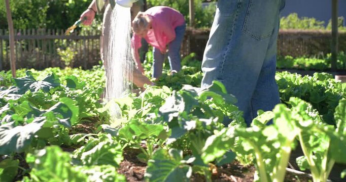 Gardeners facing dry soil, man in jeans pouring from green watering can, hydrating raised beds