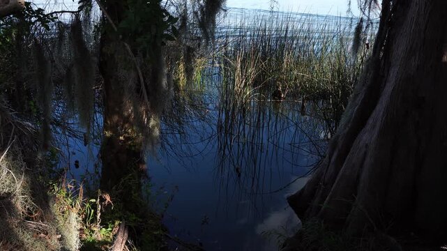 Large tree trunks stand in the water, along with aquatic grasses reflecting on the surface. The waves are rather calm.