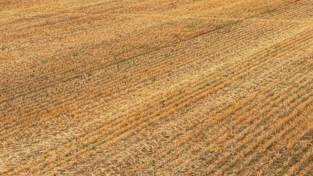 Field stubble after harvest covering rural farmland. Wheat straw remaining on agriculture soil across wide crop area. Barley and rye residues forming textured post harvest surface on countryside field
