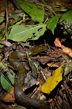 Checkered keelback water snake slithering through forest floor in Sri Lanka