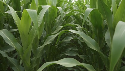 Obraz premium A lush field of vibrant green cornstalks swaying gently in the breeze on a sunny day with leaves and plants growing densely together.