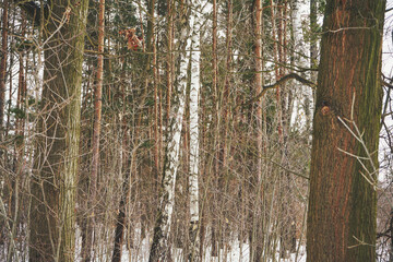 brzozy,zima  © Marcin Łazarczyk