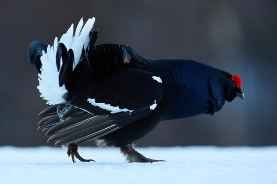 Closeup portrait of a male black grouse walking across the snow in an aggressive stance.