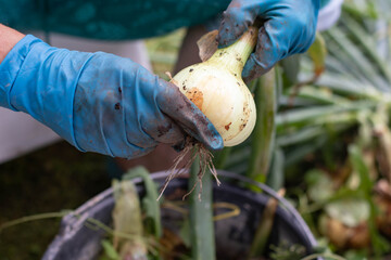 A man wearing blue gloves peels onions after harvesting.
