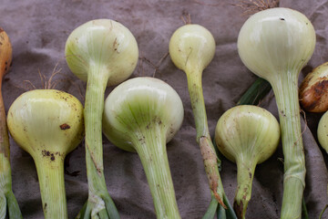 Large heads of white onions lie on a gray background after the harvest.