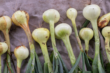 Large heads of white onions lie on a gray background after the harvest.
