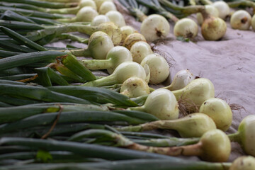 Large heads of white onions lie on a gray background after the harvest.