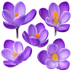 Five purple crocus flowers, open, with orange pistils. Isolated against a white background