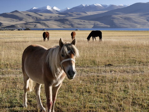 Horses with Tso Moriri lake background. Ladakhi landscape in North India with high plateau in the mountains 