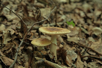 Two wild Amanita rubescens mushrooms growing together on forest leaf litter