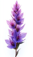 tall vertical stem of layered purple flowers with veined petals and delicate stamens on a white background, evoking serene elegance