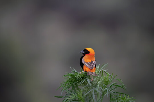 Euplecte ignicolore m&acirc;le pendant la saison des amours