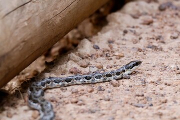 Spotted Skaapsteker snake on path