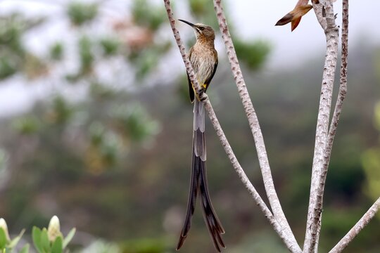 Cape sugarbird perched on fynbos branch near protea flowers, Western Cape, South Africa