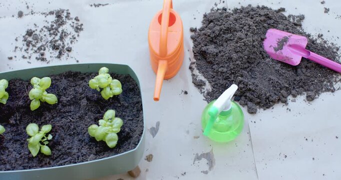 Potting starting is causing planter holding six seedlings to be shifting leaves near watering can