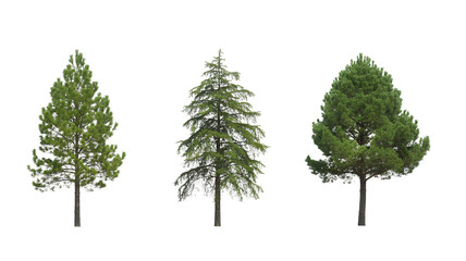 green pine tree isolated on white