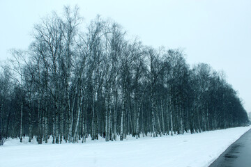Birch grove alongside urban road in winter snow &mdash; ideal for green infrastructure planning, noise reduction and urban ecology documentation.