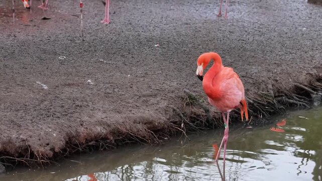 Caribbean flamingo (Phoenicopterus ruber)