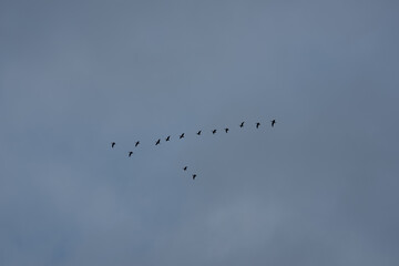 Obraz premium A wide shot of a flock of birds flying in a classic V shape formation across a vast blue sky during the autumn migration season.