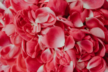 Close-up composition of delicate red rose petals arranged in an elegant, romantic style. Soft natural texture and vibrant color create a beautiful floral background ideal for love, romance, weddings.
