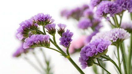 Obraz premium Close up view of vibrant purple statice flowers in bloom