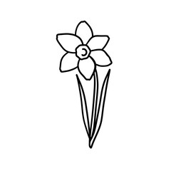 Vector daffodil flower simple line art illustration