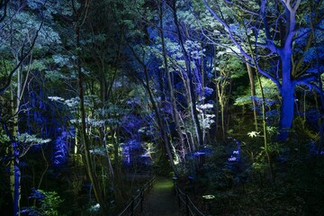 北茨城市　チームラボ 幽谷隠田跡