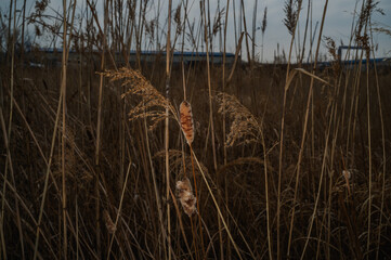 영종도 습지의 부들 